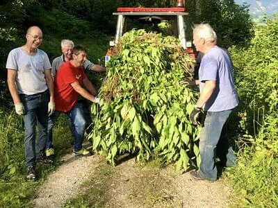 Aktion Springkrautvernichtung 2021 Bild 1